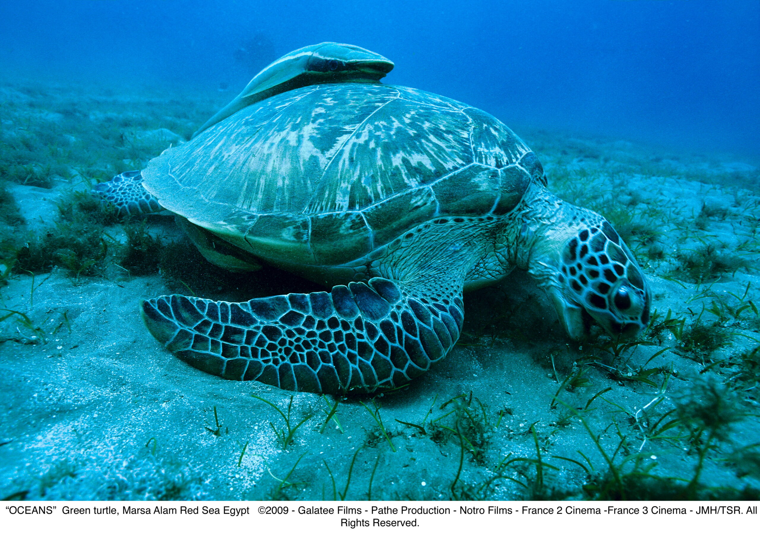 A sea turtle rests on the bottom of the sea