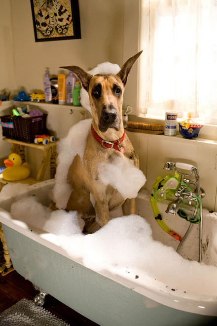 Marmaduke in the bath voiced by Owen Wilson