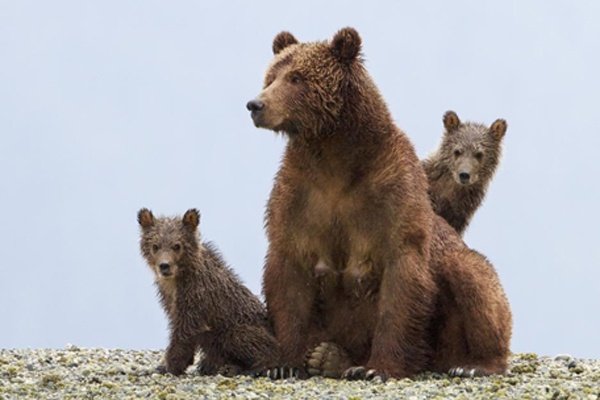 Sky looks for danger as her cubs huddle close